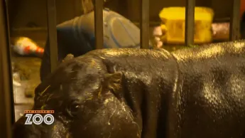 Une saison au zoo - S13 E27