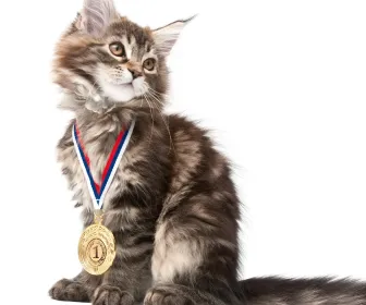 La vie secrète des chats