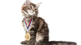 La vie secrète des chats - S3E10 - Les chats champions de France