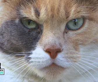 La vie secrète des chats