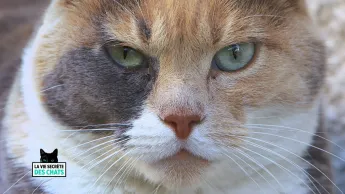 La vie secrète des chats - S1E2 - Petit chaton deviendra grand