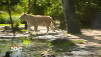 Une saison au zoo - S13 E35