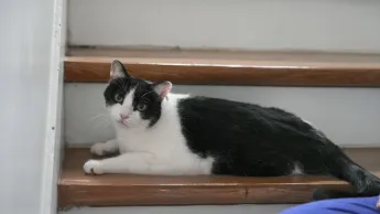 La vie secrète des chats - S4E2 - Le sixième sens félin