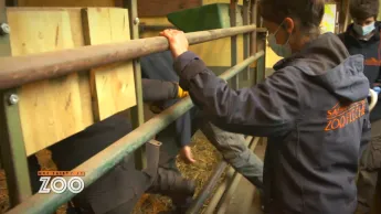 Une saison au zoo - S13 E41