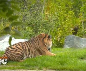 Une saison au zoo