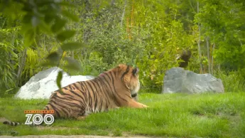 Une saison au zoo - S13 E42