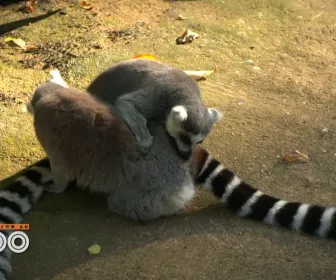 Une saison au zoo