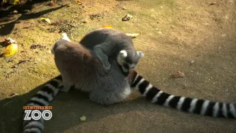 Une saison au zoo - S13 E6