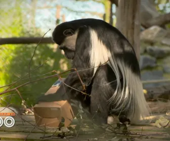 Une saison au zoo