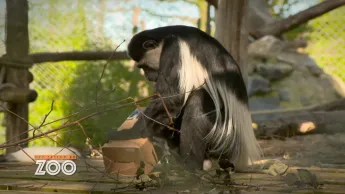 Une saison au zoo - S13 E10