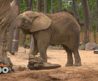 Une saison au zoo