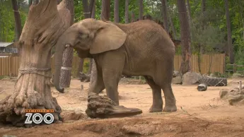 Une saison au zoo - S13 E52