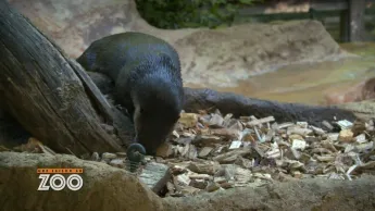 Une saison au zoo - S12 E29