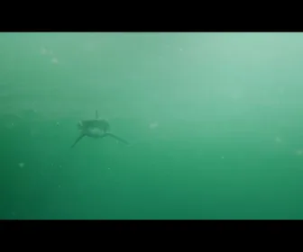 Shark Waters