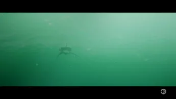 Shark Waters - 