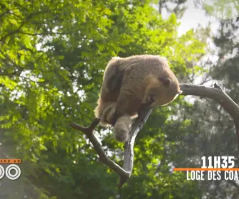 Une saison au zoo