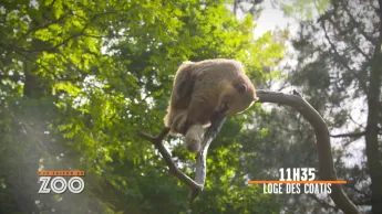 Une saison au zoo - S12 E38