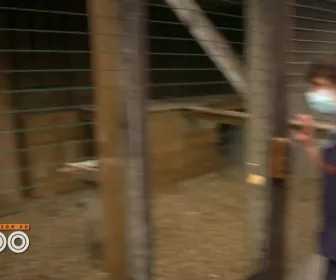 Une saison au zoo