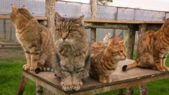 La vie secrète des chats - S4E3 - La double vie de nos chats