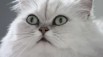 La vie secrète des chats - S1E3 - La langue du chat