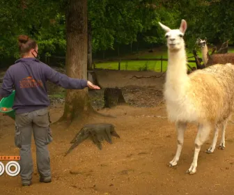 Une saison au zoo