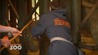 Une saison au zoo - S13 E31