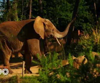 Une saison au zoo