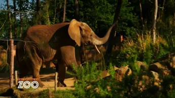 Une saison au zoo - S14 E27