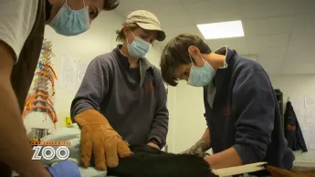 Une saison au zoo - S14 E28