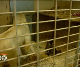 Une saison au zoo