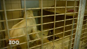 Une saison au zoo - S14 E29