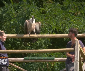 Une saison au zoo