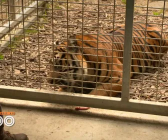 Une saison au zoo