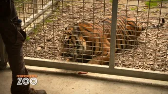 Une saison au zoo - S14 E31