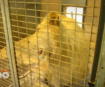 Une saison au zoo
