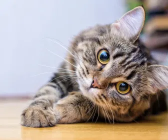 La vie secrète des chats