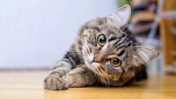 La vie secrète des chats - S1E4 - Dans la peau du chat
