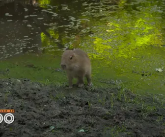 Une saison au zoo