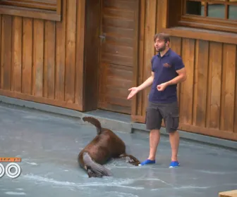 Une saison au zoo