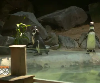 Une saison au zoo