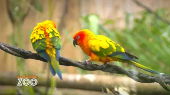 Une saison au zoo - S13 E11