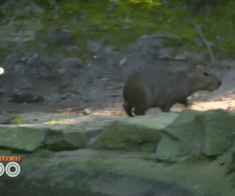 Une saison au zoo