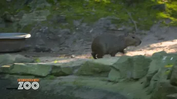 Une saison au zoo - S14 E54