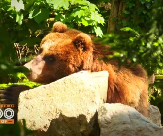 Une saison au zoo