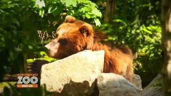 Une saison au zoo - S14 E55
