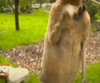 Une saison au zoo