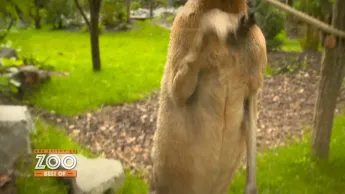 Une saison au zoo - S14 E56