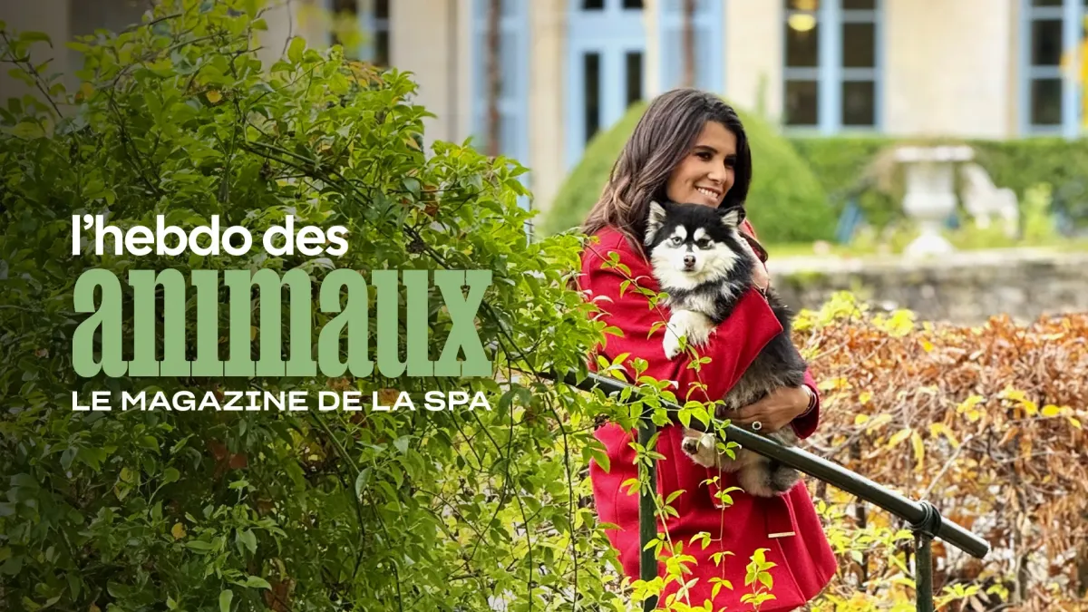 L'hebdo des animaux