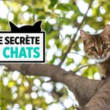 La vie secrète des chats